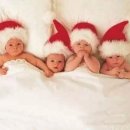 레몬트리 이미지