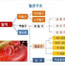 면역시스템 작동 메커니즘 이미지