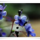 양평 들꽃수목원의 화사한 들꽃풍경 (1) 이미지