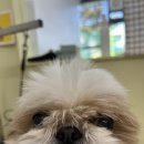 도루몽실 이미지