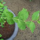 (주)노랑댕댕이 이미지