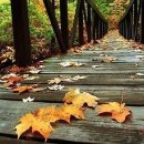 산들바람 이미지