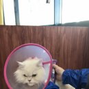 펫홀릭더라이프 이미지