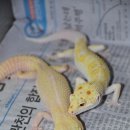 레오파드 Daum카페