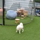 쁘띠독애견펜션 이미지