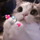 포인트 | [공지] 다이렉트 결혼준비 포인트 모으는 법 총정리 -포인트 적립후기