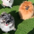 양산독케어 이미지