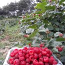 식이농장 이미지