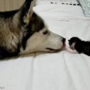 허스키 사랑 이미지