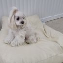 스쿨오브독(school of dog) 이미지