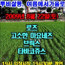 로즈타바코 이미지