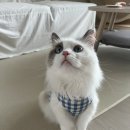 겨울이 우당탕탕 생식후기 ~ing