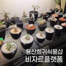 비자르플랫폼
