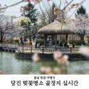 골정지 | 당진벚꽃 명소 봄날 벚꽃 여행, 당진 골정지로 떠나세요