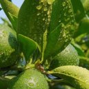 현주네농장 이미지