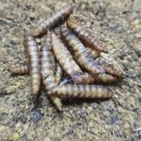 거니양돈 이미지