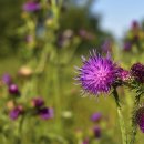 참선진녹즙 이미지