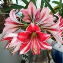 아마릴리스 이미지