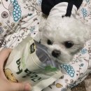 건강한 유기농 간식!! 혼 술 안주! 과일 말랭이! 간편한 맥주안주 천안 특산물 배말린 후기~~!!