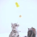 고양이이야기 | 논산고양이분양 새 가족 맞이 이야기 반려묘 입양 후기