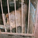 붉은돼지 이미지