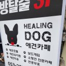 대구 동성로 반월당 애견카페/강아지 카페:: 힐링독(내돈내고 간 솔직후기)