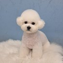 남양주 애견샵 이미지