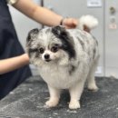 킴스애견미용 이미지