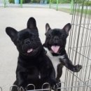 히든밸리켄넬 이미지