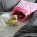 행복조류사 | 🐥열마리 앵집사도 놀란 토성역 행복조류사 깜짝후기🐥