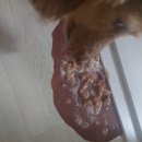 연동물병원 | 강아지 혈토와 동물병원 후기
