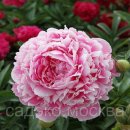 핑크파르페 이미지