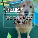 펫헤븐 | 안성 대형견 가능한 강아지 수영장 도기헤븐 후기