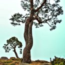 육의당 연리지 소나무 이미지