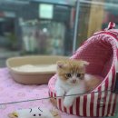 펫앤캣 이미지
