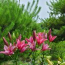 소희꽃농원 이미지