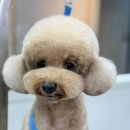 피카소 동물병원 미용 이미지