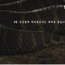 까치살모사 Daum카페