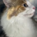 신반포동물병원 이미지