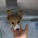 노엘동물병원 이미지