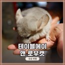 캣데이 | 인천 송도 <테이블 에이 앤 로우캣> 실내동물원 방문 후기