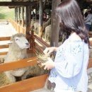 농업회사법인 (주) 대관령 이미지