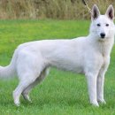 화이트 독 이미지