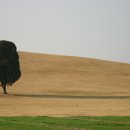 나무한그루 Daum카페