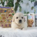 골든리트리버분양,리트리버분양가,대형견분양,래브라도리트리버분양,골든분양,은평구강아지분양,파주강아지분양,의정부강아지분양,인천강아지분양 이미지