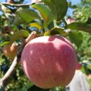 양지-3382 이미지