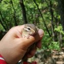 아기다람쥐 이미지