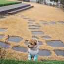 포포애견펜션 | 애견동반 펜션 포천 경치 좋은 포포펜션 후기-1