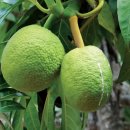 브레드나무 이미지