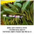 홍천 울릉도 연한잎명이 1차 종료 합니다 이미지